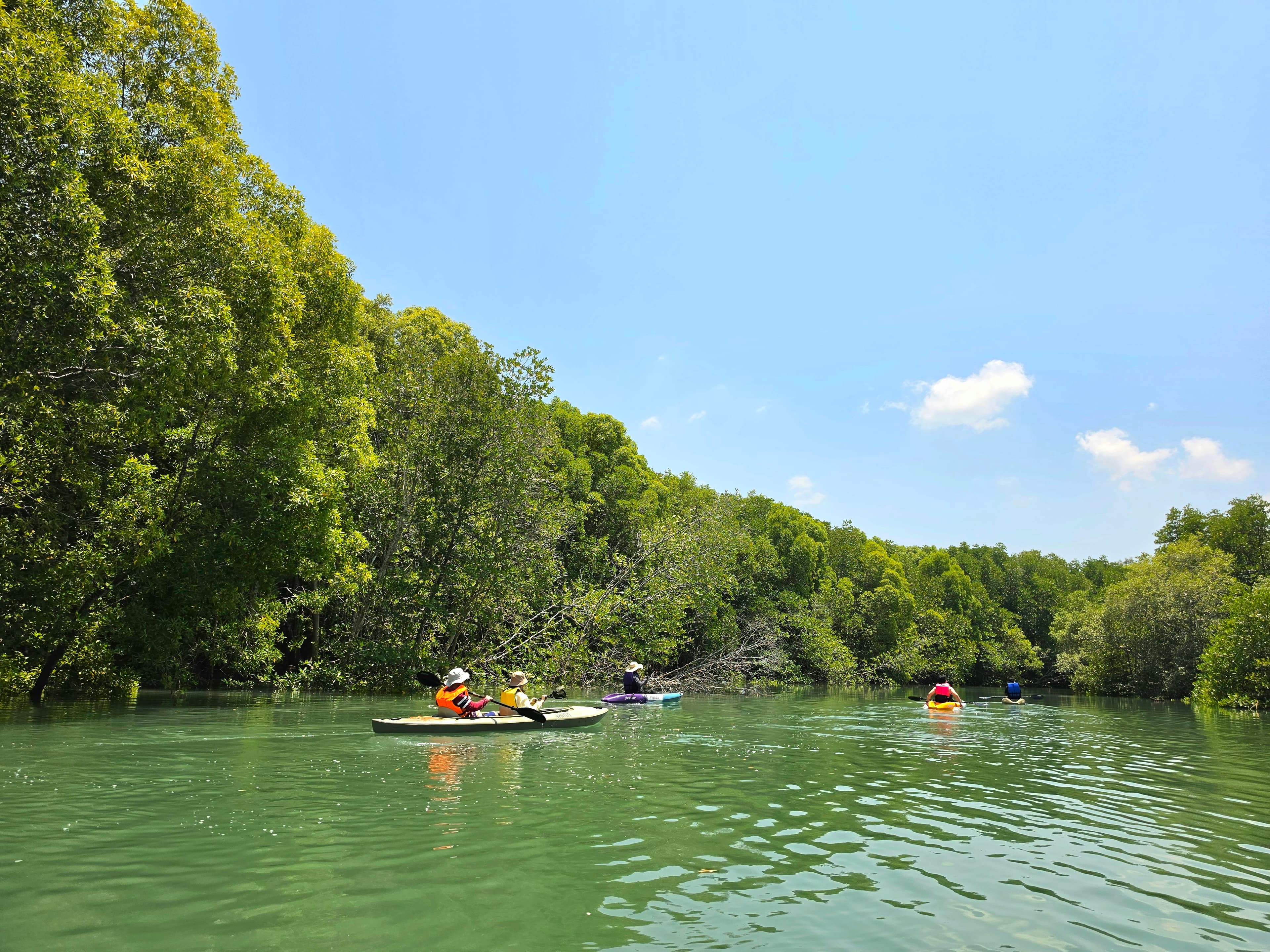 Beautiful mangrove forest in Phuket