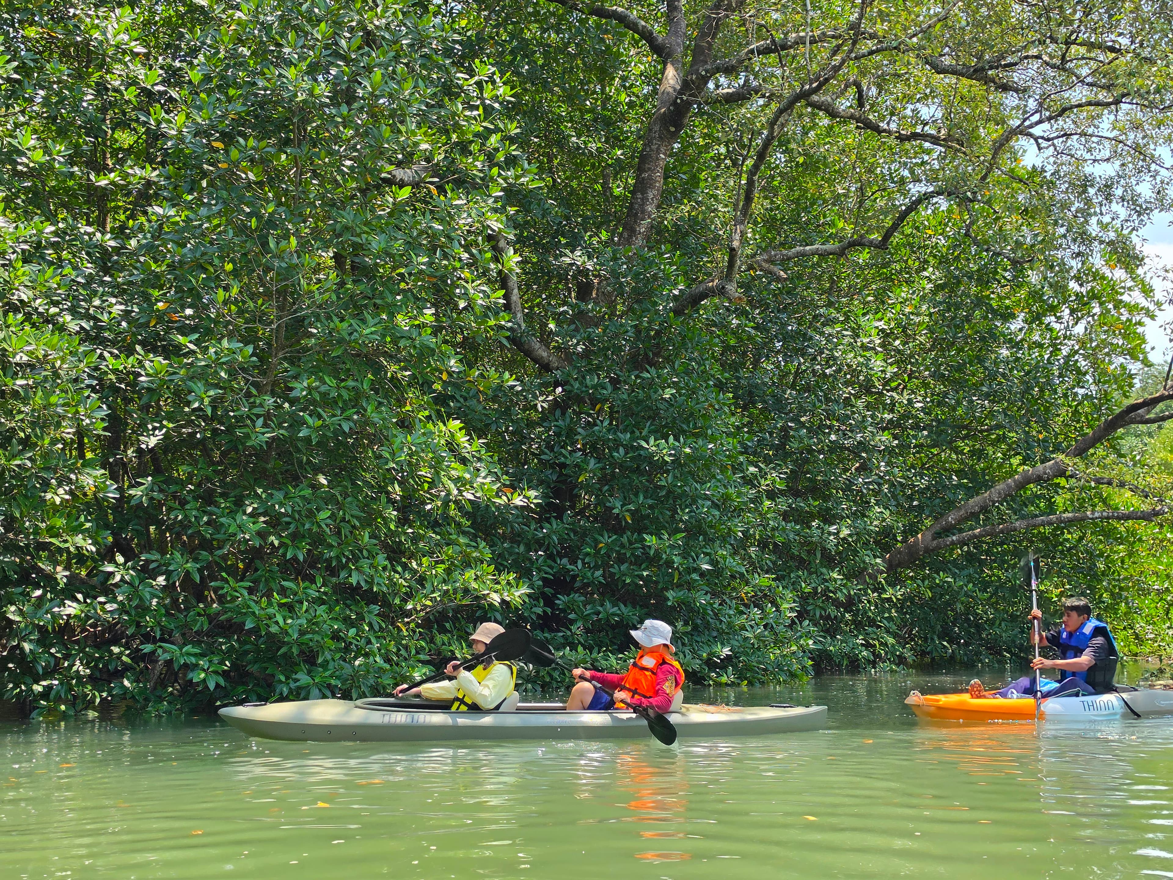 Untouched Mangrove Forests