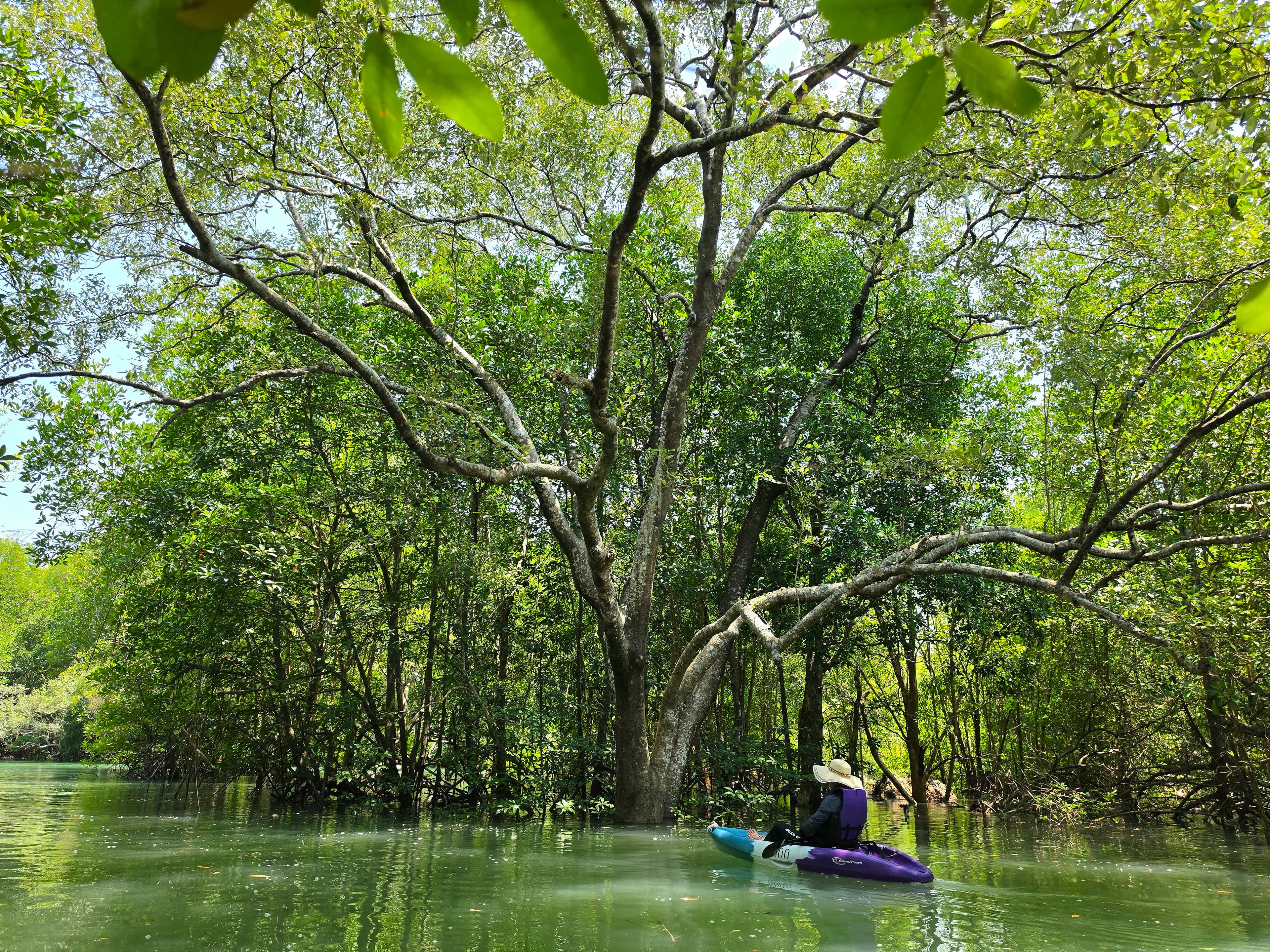 Beautiful mangrove forest in Phuket